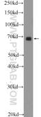 Protein Tyrosine Phosphatase Non-Receptor Type 11 antibody, 24570-1-AP, Proteintech Group, Western Blot image 