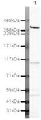 Notch Receptor 3 antibody, PA5-19515, Invitrogen Antibodies, Western Blot image 