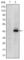 Paired Box 4 antibody, abx012179, Abbexa, Western Blot image 