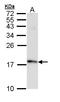 Fission, Mitochondrial 1 antibody, LS-C186184, Lifespan Biosciences, Western Blot image 