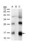 CG1458 antibody, LS-C155700, Lifespan Biosciences, Western Blot image 