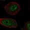 Regulator Of Telomere Elongation Helicase 1 antibody, NBP2-69067, Novus Biologicals, Immunocytochemistry image 