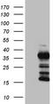 Thyroglobulin antibody, CF801456, Origene, Western Blot image 
