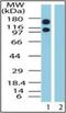 Exportin 1 antibody, orb87625, Biorbyt, Western Blot image 