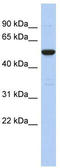 Taperin antibody, TA331413, Origene, Western Blot image 