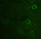 FLAG antibody, LS-C51074, Lifespan Biosciences, Immunocytochemistry image 