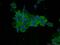 Plastin 3 antibody, 12917-1-AP, Proteintech Group, Immunofluorescence image 
