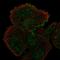 Myotubularin Related Protein 1 antibody, PA5-64888, Invitrogen Antibodies, Immunofluorescence image 