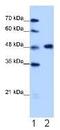 Heterogeneous Nuclear Ribonucleoprotein F antibody, ab50982, Abcam, Western Blot image 