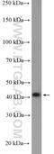 Reticulocalbin 3 antibody, 27497-1-AP, Proteintech Group, Western Blot image 