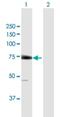 Eukaryotic Translation Initiation Factor 2D antibody, H00001939-B01P, Novus Biologicals, Western Blot image 