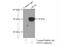 Phospholipid hydroperoxide glutathione peroxidase, nuclear antibody, 14432-1-AP, Proteintech Group, Immunoprecipitation image 