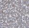 KH Domain Containing 1 antibody, FNab04521, FineTest, Immunohistochemistry frozen image 