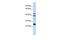 SEPP1 antibody, GTX45069, GeneTex, Western Blot image 