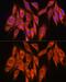 Protein Phosphatase, Mg2+/Mn2+ Dependent 1A antibody, GTX33423, GeneTex, Immunocytochemistry image 