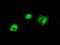 Lipase G, Endothelial Type antibody, TA500998, Origene, Immunofluorescence image 
