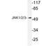 Mitogen-Activated Protein Kinase 8 antibody, LS-C177678, Lifespan Biosciences, Western Blot image 