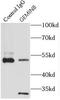 Gem Nuclear Organelle Associated Protein 8 antibody, FNab03423, FineTest, Immunoprecipitation image 