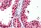 Retinoid X Receptor Beta antibody, MBS246592, MyBioSource, Immunohistochemistry paraffin image 