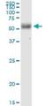 Eukaryotic Translation Initiation Factor 2D antibody, H00001939-M05, Novus Biologicals, Western Blot image 