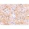 DLG Associated Protein 3 antibody, LS-C53236, Lifespan Biosciences, Immunohistochemistry paraffin image 