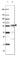 CD27 Molecule antibody, HPA038936, Atlas Antibodies, Western Blot image 