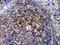 Actin Alpha 1, Skeletal Muscle antibody, PB9751, Boster Biological Technology, Immunohistochemistry frozen image 