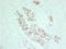 Phosphatidylinositol-4,5-Bisphosphate 3-Kinase Catalytic Subunit Alpha antibody, LS-C744553, Lifespan Biosciences, Immunohistochemistry frozen image 