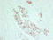 Phosphatidylinositol-4,5-bisphosphate 3-kinase catalytic subunit alpha isoform antibody, LS-C744553, Lifespan Biosciences, Immunohistochemistry frozen image 