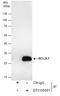 BCL2 Like 1 antibody, GTX105661, GeneTex, Immunoprecipitation image 