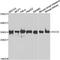 Holocytochrome C Synthase antibody, STJ29626, St John