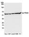 PDIA3 antibody, A305-257A, Bethyl Labs, Western Blot image 