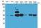 Isocitrate Dehydrogenase (NAD(+)) 3 Alpha antibody, STJ96683, St John