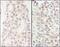 GATA Zinc Finger Domain Containing 2B antibody, A301-282A, Bethyl Labs, Immunohistochemistry frozen image 