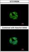 Propionyl-CoA Carboxylase Subunit Beta antibody, LS-C185693, Lifespan Biosciences, Immunocytochemistry image 