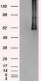 Polo Like Kinase 1 antibody, LS-C784214, Lifespan Biosciences, Western Blot image 