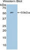 Ephrin A4 antibody, LS-C298347, Lifespan Biosciences, Western Blot image 