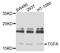 Transforming Growth Factor Alpha antibody, MBS126860, MyBioSource, Western Blot image 