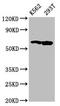 Family With Sequence Similarity 83 Member D antibody, LS-C680449, Lifespan Biosciences, Western Blot image 