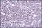 TGF beta antibody, 252152, Abbiotec, Immunohistochemistry paraffin image 