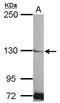 Phospholipase C Like 2 antibody, GTX119699, GeneTex, Western Blot image 