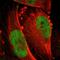 Ribosomal Protein S6 Kinase A5 antibody, HPA001780, Atlas Antibodies, Immunofluorescence image 