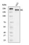 Jagged Canonical Notch Ligand 1 antibody, A00640-2, Boster Biological Technology, Western Blot image 