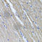 TNF Alpha Induced Protein 6 antibody, A6419, ABclonal Technology, Immunohistochemistry paraffin image 