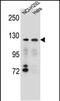 Sorting Nexin 13 antibody, PA5-48346, Invitrogen Antibodies, Western Blot image 