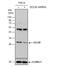 Glutamate-Cysteine Ligase Modifier Subunit antibody, NBP1-33405, Novus Biologicals, Western Blot image 