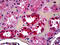 Tripeptidyl Peptidase 1 antibody, 51-687, ProSci, Immunohistochemistry frozen image 