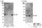 SRSF1 antibody, NBP1-19093, Novus Biologicals, Western Blot image 