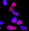 Paired Box 3 antibody, MAB2457, R&D Systems, Western Blot image 