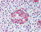 Wnt Family Member 10A antibody, TA317690, Origene, Immunohistochemistry frozen image 